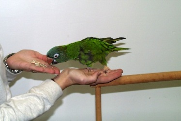 Движение вперёд по команде за положительное вознаграждение - это замечательная возможность построить хорошие взаимоотношения с Вашей птицей - фото Barbara Heidenreich 